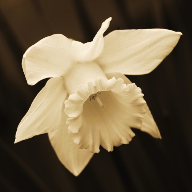 Spring Daffodil