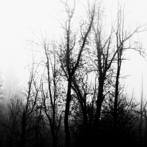 Misty Dead Trees