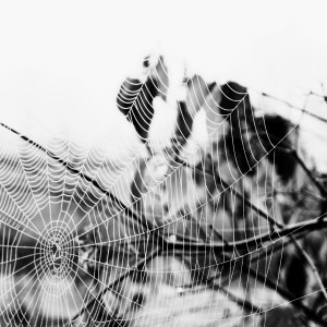 Spiderweb