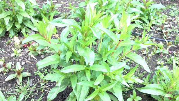 466966_3865897891673_1405301649_33340274_358252843_o