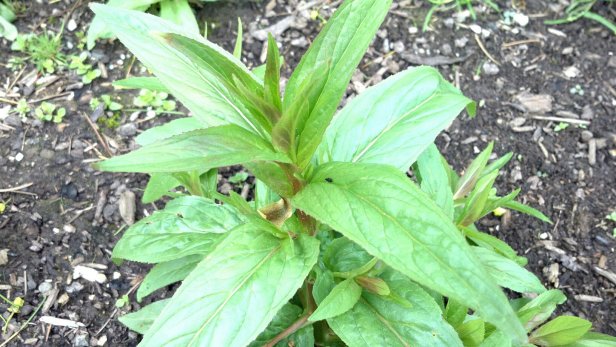 471063_3865886491388_1405301649_33340272_1859688146_o