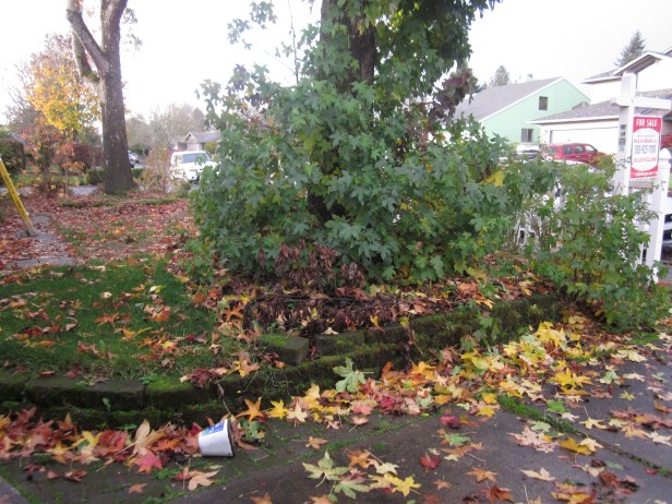 Front yard- maintenance needed
