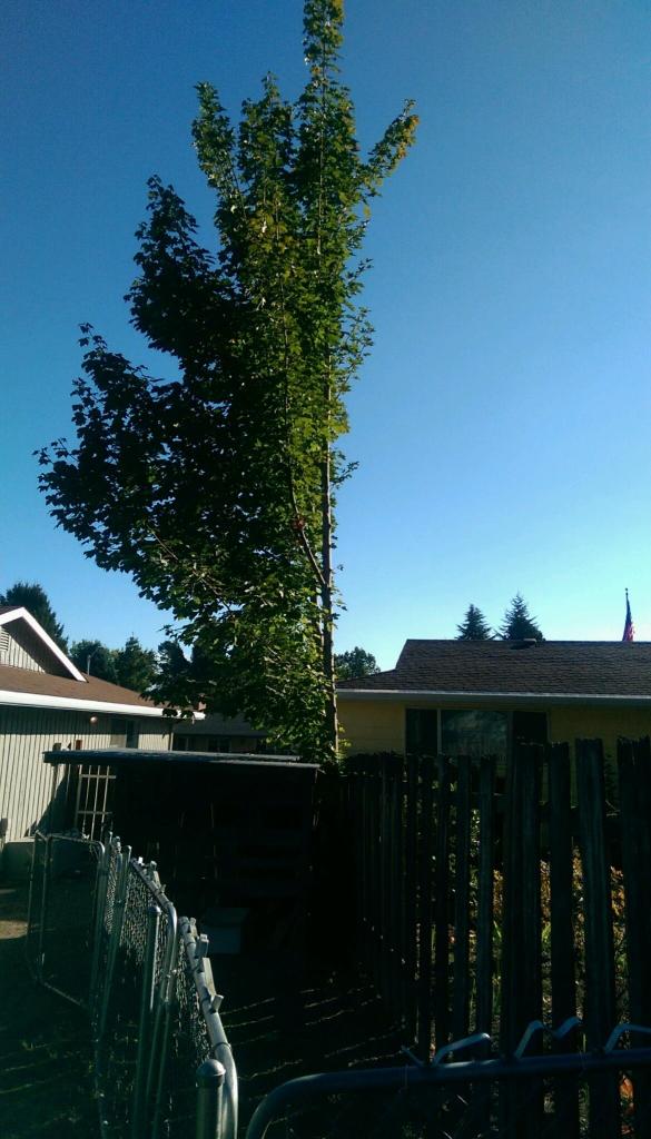 PART95141270667589395IMAG0848[1]